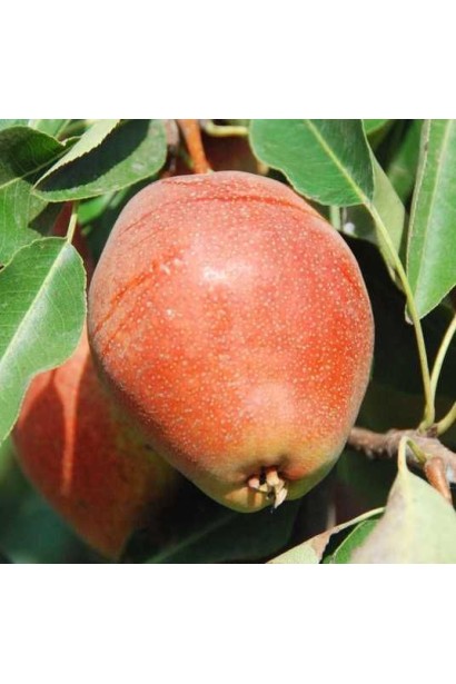 Великоплідна груша Киргизька зимова – пізній сорт для зберігання